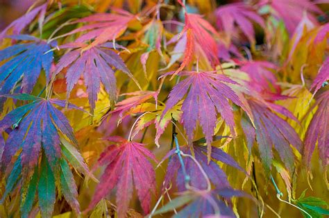 Koyo is a japanese word to express the maple leaves turning red, fall's symbol across the entire archipelago. Notes from a gardener with a Japanese maple addiction ...