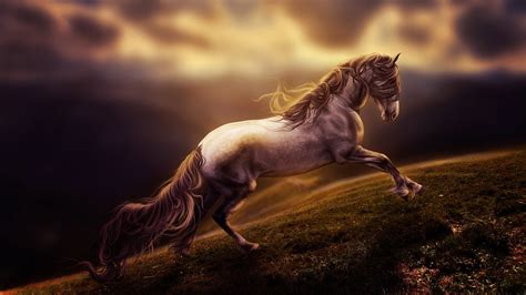 Animal Horse 4k Ultra Hd Wallpaper