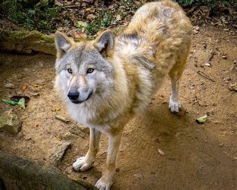 Himalayan Wolf Discovered To Be A Unique Wolf Oxford Alumni