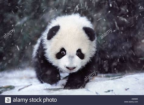 Baby Panda In The Snow Sichuan China Stock Photo Royalty Free Image