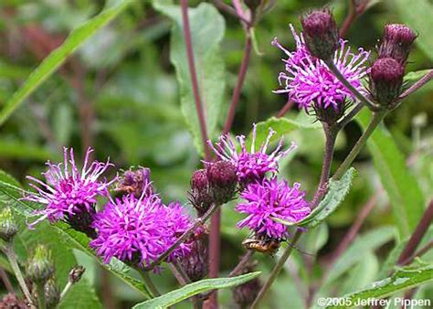 I never bought those strains so i can't say for sure which ones. NC Wildflowers - Dicots