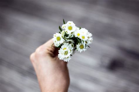 Gambar Tangan Mekar Menanam Putih Daun Bunga Berkembang Musim