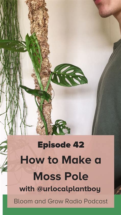 So it's ideal for any plant that climbs in their natural habitat, like the monstera or optional: Learn to make DIY moss poles for your climbing plants on ...