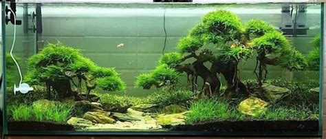 A 44 gallon iwagumi planted aquarium. Image result for bonsai aquascape | Aquascape, Aquascape ...