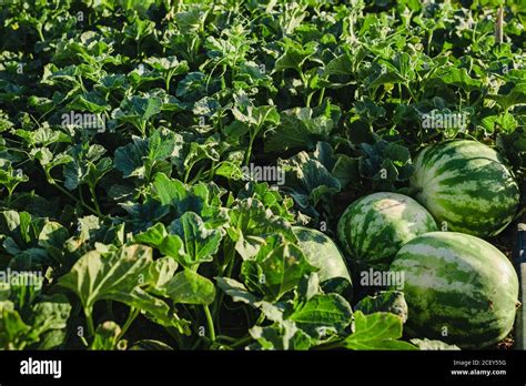 Lush Greenery And Ripe Striped Watermelon Fruits Growing In