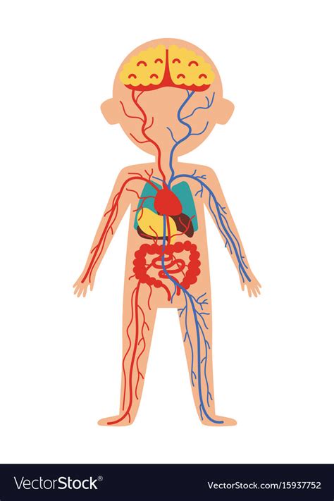 Boy Body Anatomy With Internal Organs Royalty Free Vector