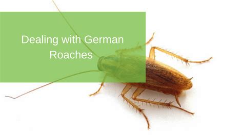 Pick a pest from the chart below to get started: Dealing with German Roaches | Radar Pest Control