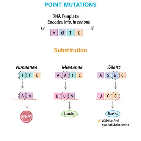 Gene Mutation Diagram