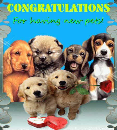 Congratulations For Having New Pets Free Congratulations Ecards 123