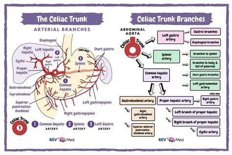 Celiac Artery Trunk Anatomy Arterial Branches 1 Grepmed