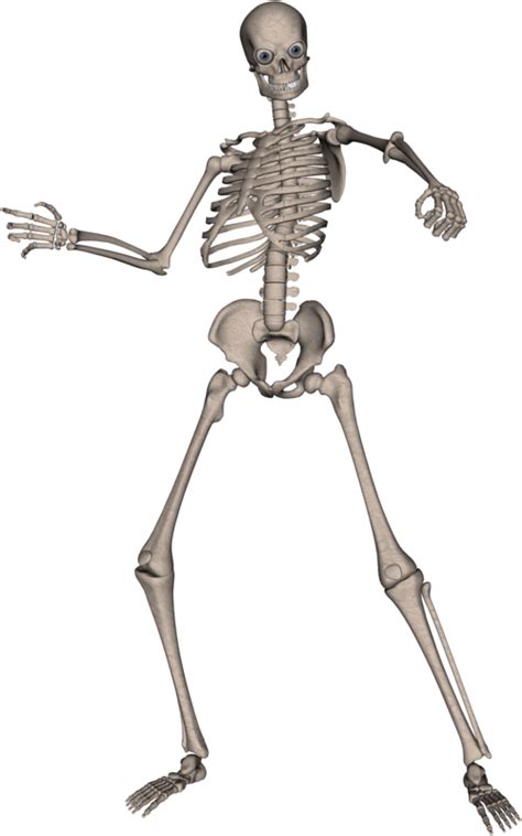 Skeleton Png Image