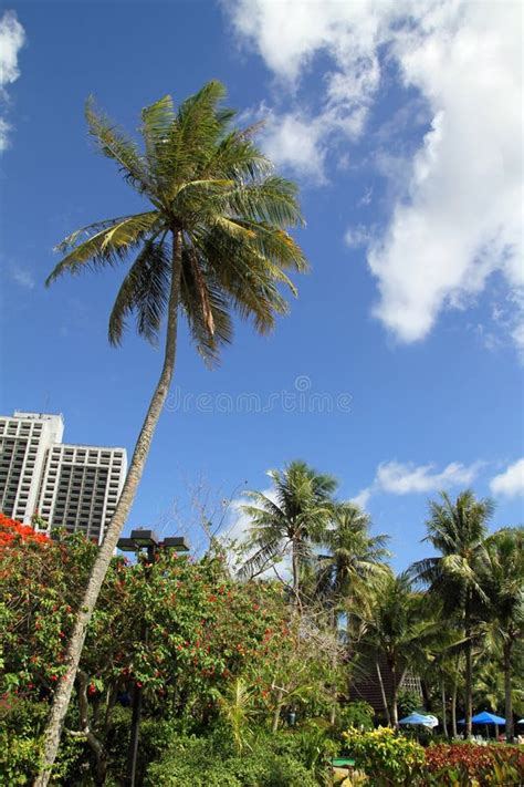 Palm Tree In Guam Stock Photo Image Of Palm Oceania 53176484
