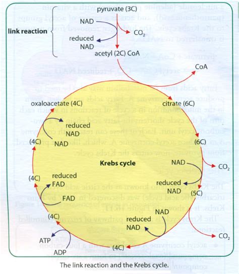 89 The Krebs Cycle Biology Notes For A Level