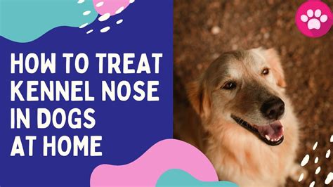 How Do You Treat A Raw Dogs Nose