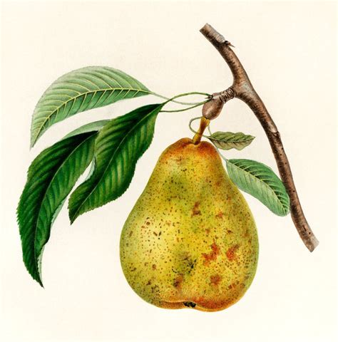 Pyrus Communis A Vintage Illustration Of A Pear Digitally Enhanced