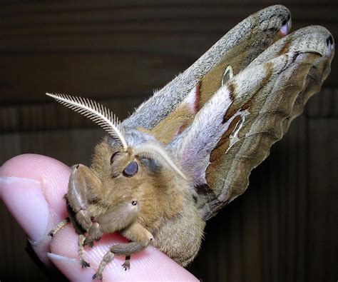 Fascinating Life Cycle Of The Polyphemus Moth 2023