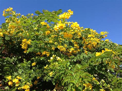 Yellow Flowering Cassia Is A Fall Spectacle