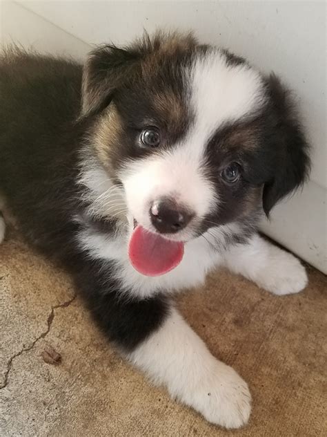 Miniature Australian Shepherd Puppies For Sale Uk Sienna Mini