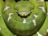 Green Anacondas | Dangerous Snakes In The World | The Wildlife