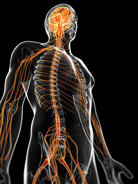 Picture Of Nervus System Nervous System Photograph By Sciepro Science Photo Library