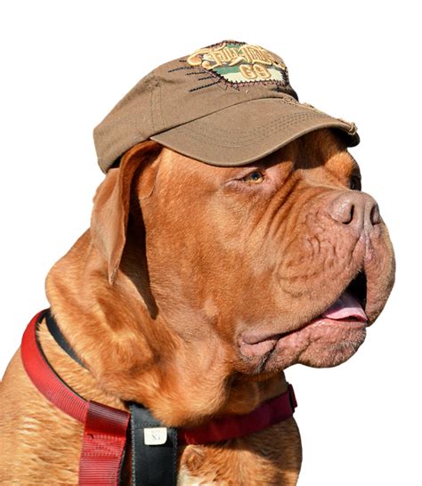 Download Dog Domestic Animal Cap Royalty Free Stock Illustration Image
