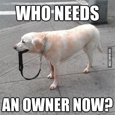 Very Independent Dog 9gag