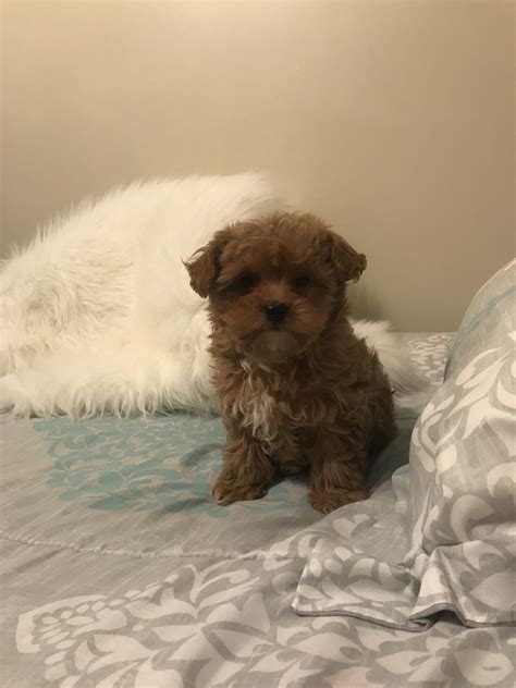 Find the perfect maltipoo puppy at puppyfind.com. Maltipoo | Dog adoption, Puppies, Pets
