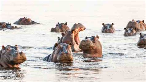 What Is A Group Of Hippos Called Social Lives Of Hippo