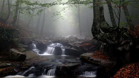 Forest Creek Wallpapers Wallpaper Cave