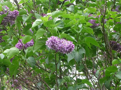 Edible Lilac Flower