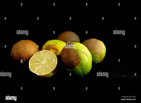 Rotting Limes Hi Res Stock Photography And Images Alamy