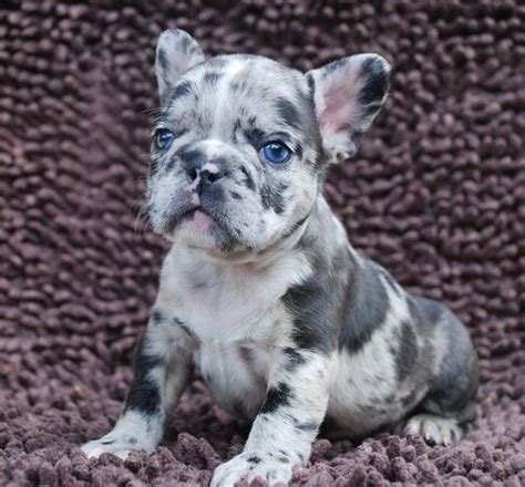 Find a blue french bulldog on gumtree, the #1 site for dogs & puppies for sale classifieds ads in the uk. Black And White Pied French Bulldog Puppies For Sale