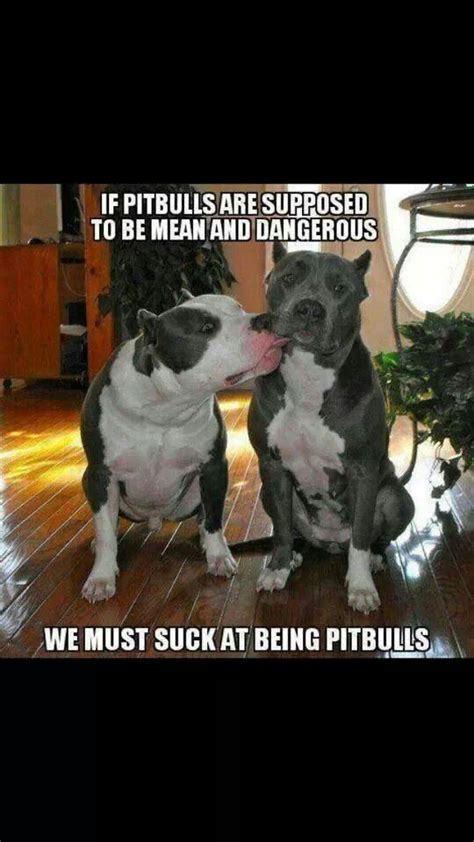 1603 Best Images About All Things Pitbull On Pinterest