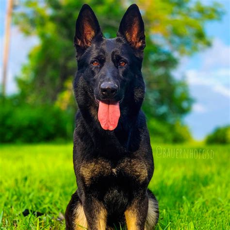 Bi Color German Shepherd Beautiful And Unique Dog With A Special Color