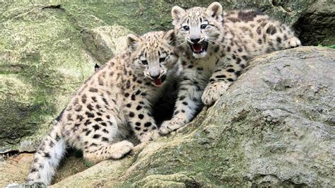 Rare Snow Leopard Cubs Make Debut At Bronx Zoo Abc13 Houston