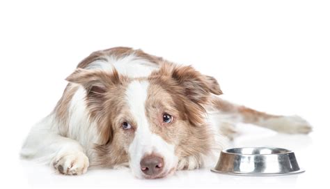 Midwestern pet food is expanding its recall of dog and cat food sold online by retailers nationwide as the u.s. Midwestern Pet Foods expands recall after nearly 70 dog ...