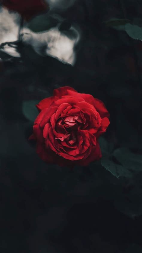 Sad Rose Wallpapers Wallpaper Cave