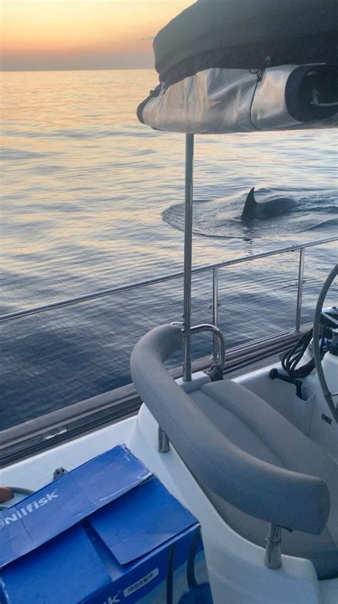 orcas are ramming boats off the spanish coast puzzling experts cbc news