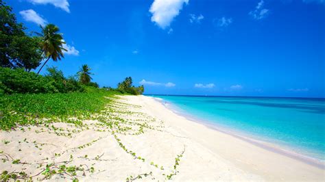 You can also see large granite. Paradise Beach in Barbados, | Expedia