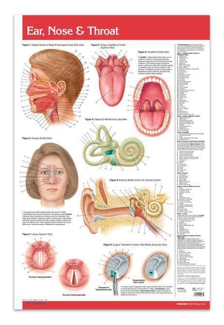 Ear Nose And Throat Medical Anatomy Poster 24 X 36 Laminated Quick