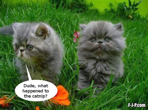 Cat Catnip Meme ~ Funny Joke Pictures