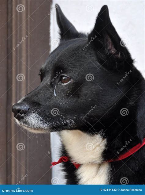 Dog Cries Stock Image Image Of Guard Eyes Adorable 42144133