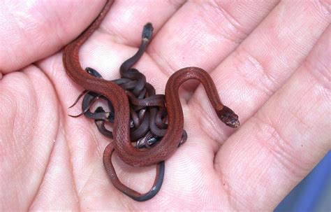 Red Bellied Snake