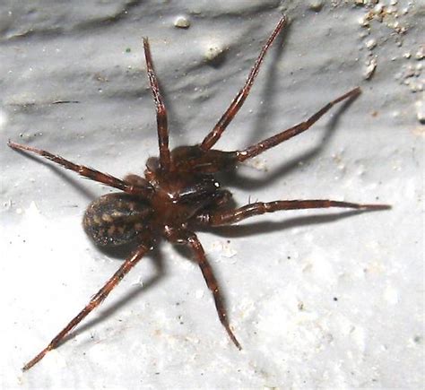 Spider Reddish Brown And Black Bugguidenet