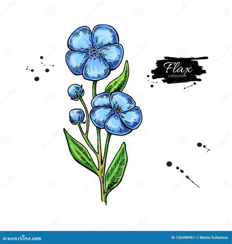Flax Flower Vector Superfood Drawing Isolated Hand Drawn Illustration