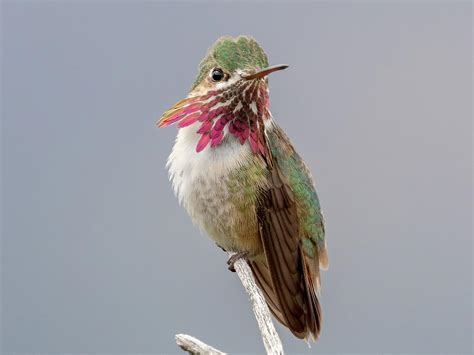 Calliope Hummingbird Celebrate Urban Birds