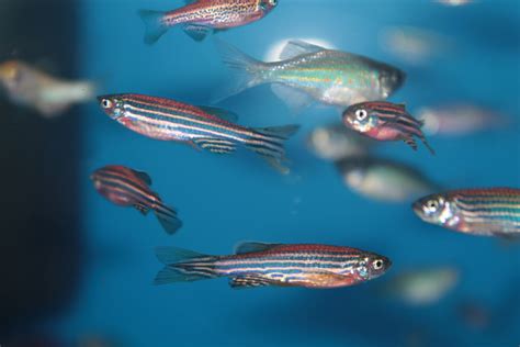 Zebra Danio The Care Feeding And Breeding Of Zebra Danio Fish