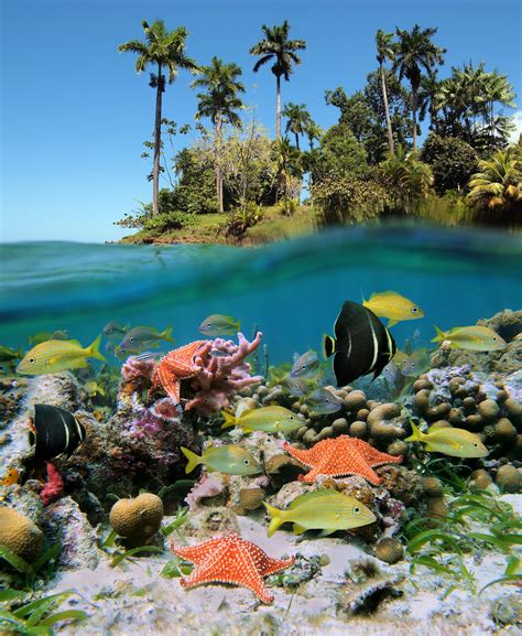 Vista Del Fondo Marino En Un Exótico Paisaje Tropical Con Arrecifes
