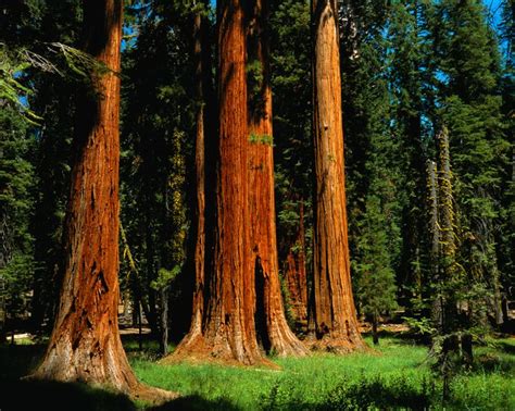 Vrbo Sequoia National Park Us Vacation Rentals