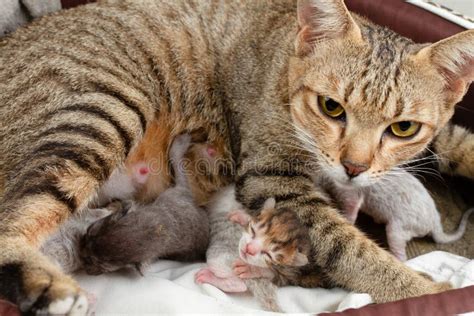 Mother Cat And Newborn Kittens Newborn Kittens